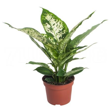 Диффенбахия Компакта