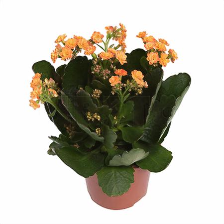 Каланхое каландива оранжевое