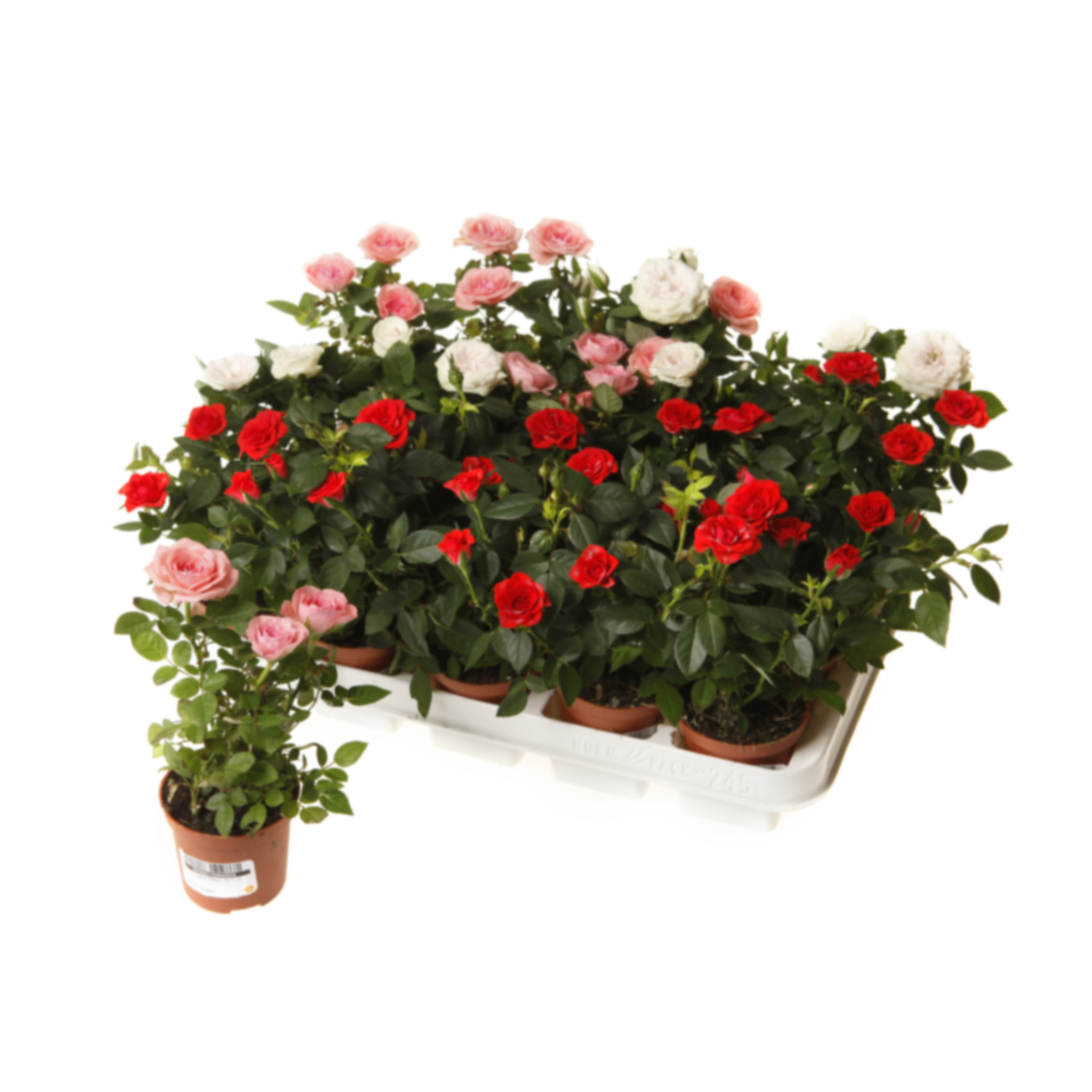 Роза мини Микс