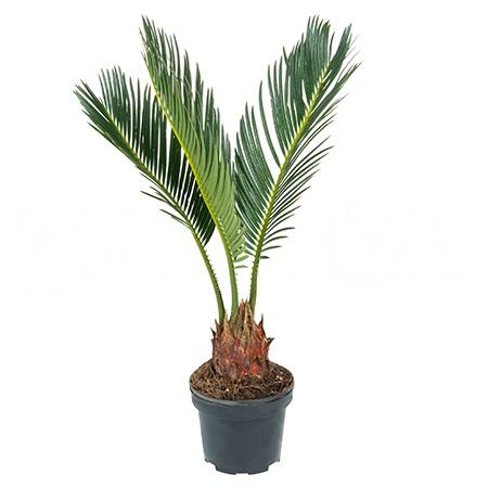 Цикас Революта