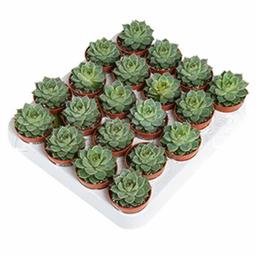 Эхеверия Фабиола