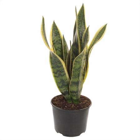 Сансевиерия Лауренти