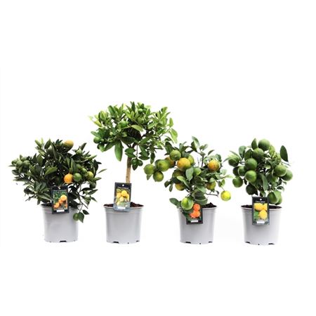 Цитрофортунелла Микс