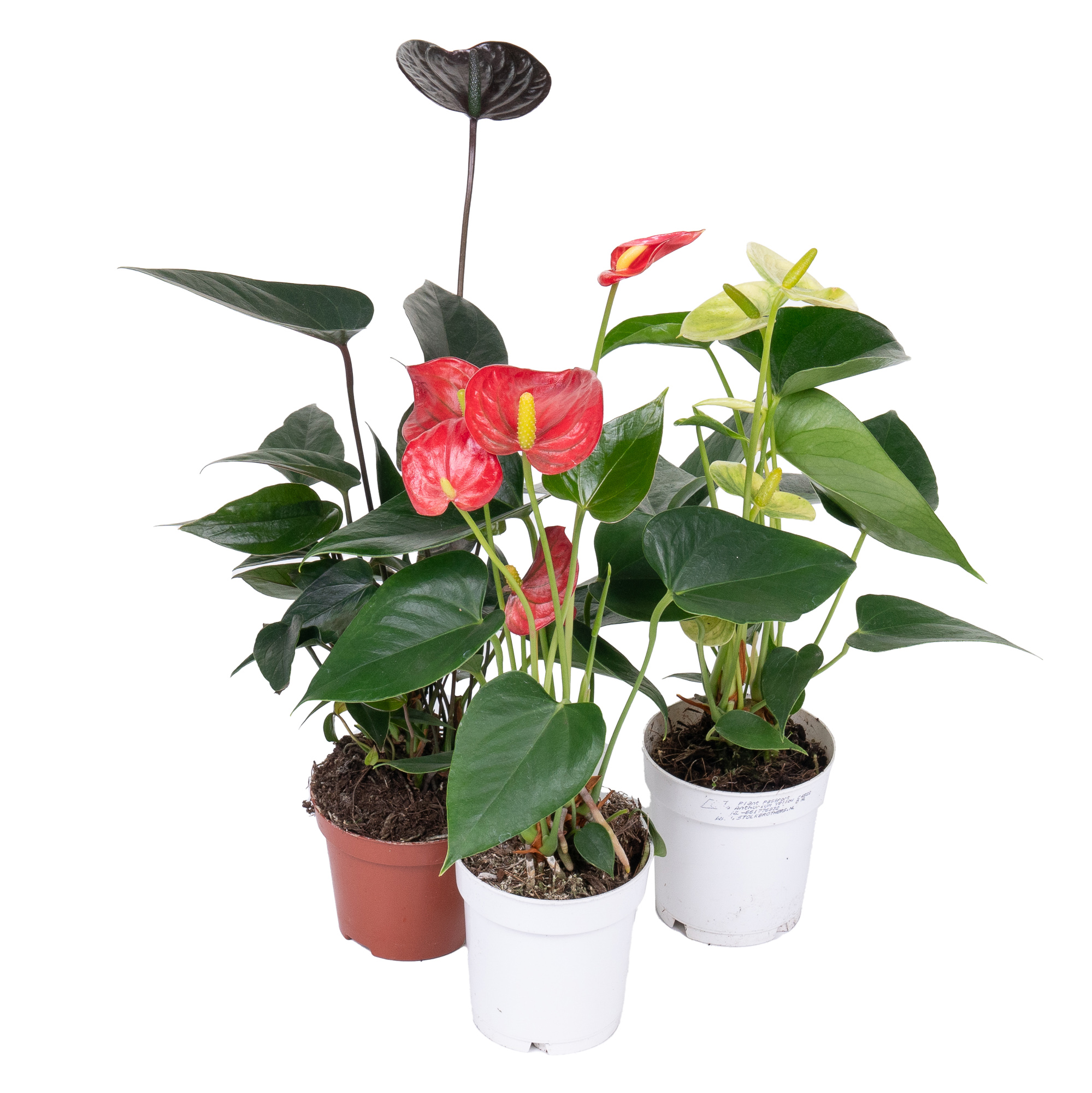 Антуриум андрианум Микс