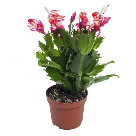 Шлумбергера Микс