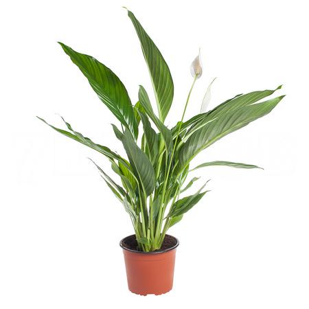 Спатифиллум Свит Сильвио