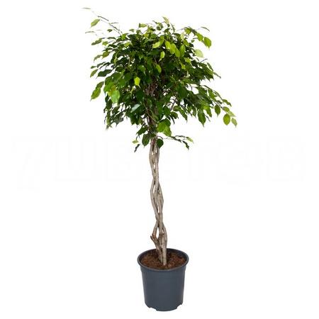 Фикус бенжамина Экзотика переплетенный