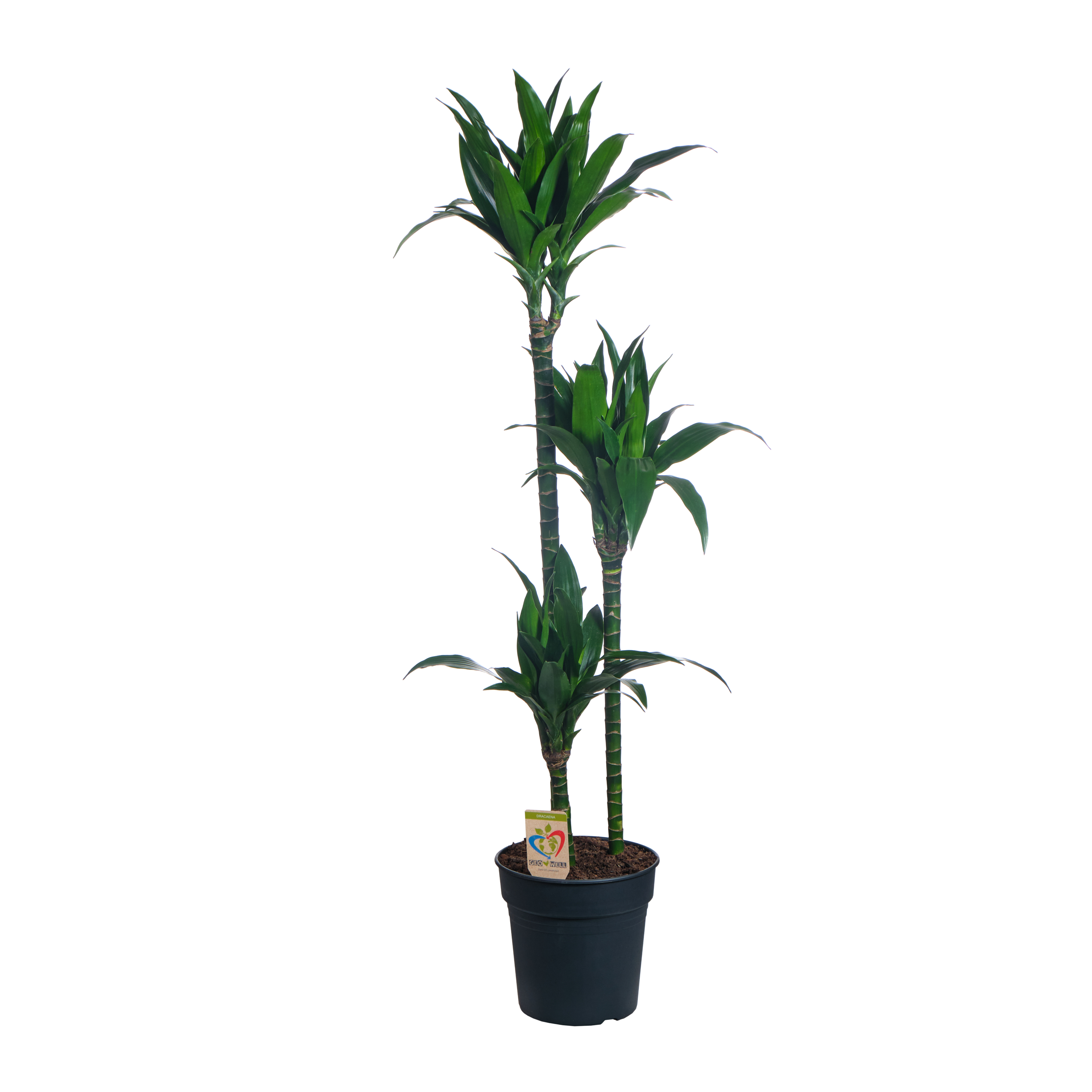 Драцена фрагранс Джанет Крейг 3 ст