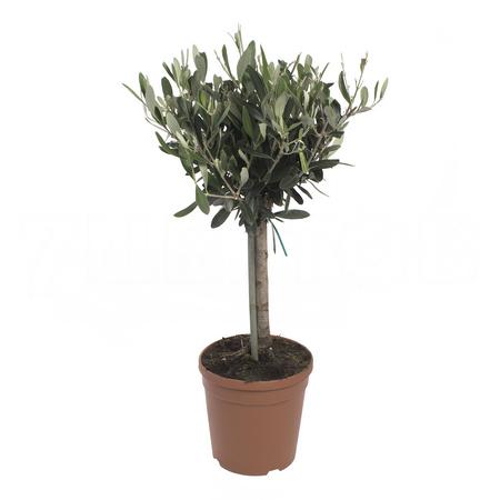 Олива штамбовая