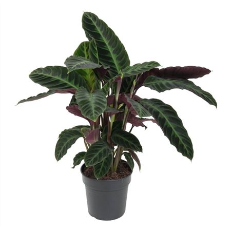 Калатея Варшевичи