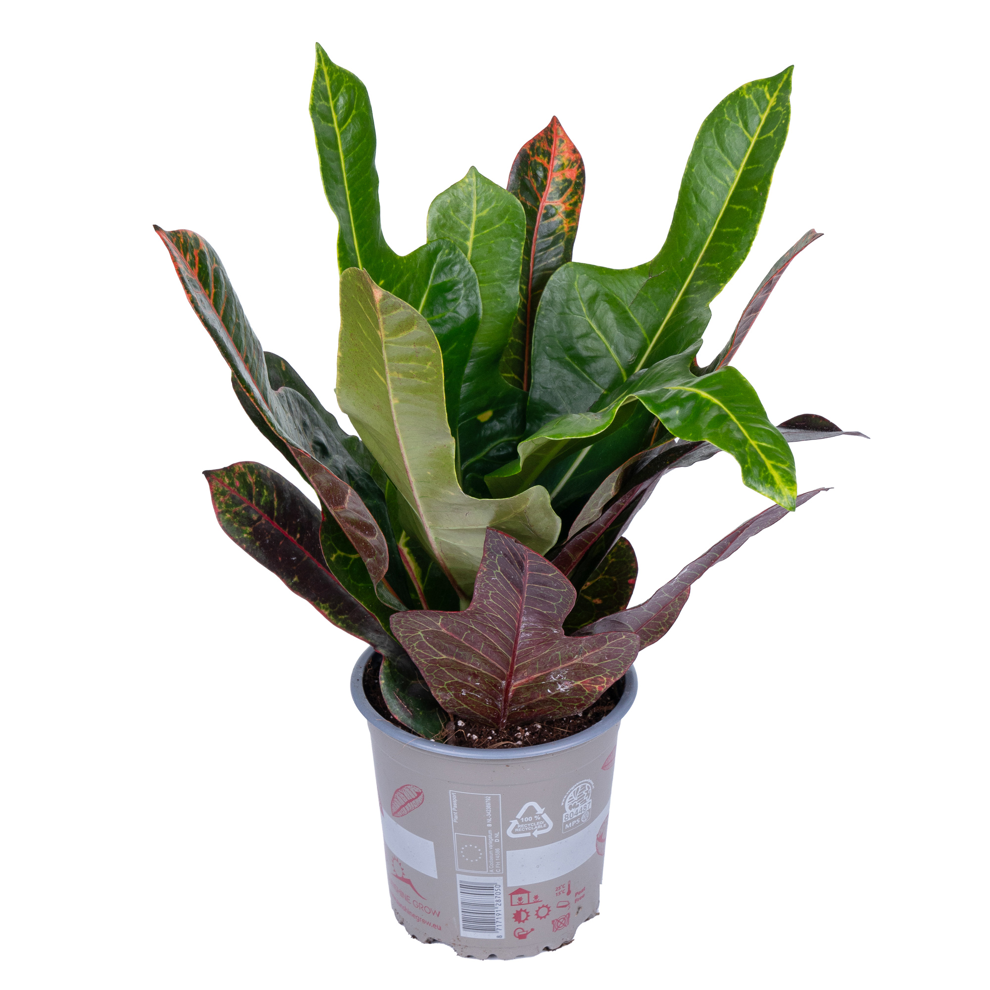 Кодиеум Экселент