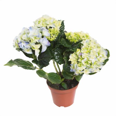 Гортензия Эрли Синяя