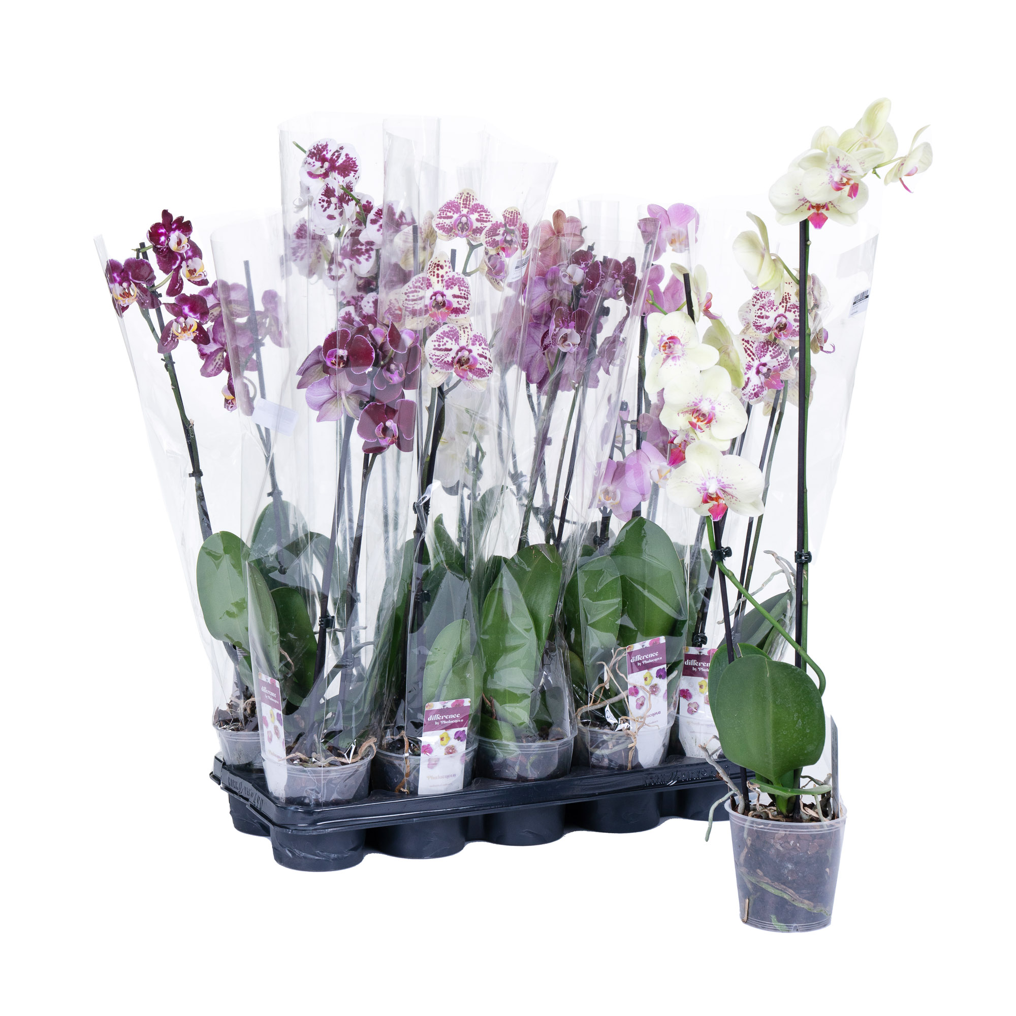 Фаленопсис Микс А2 2 ст