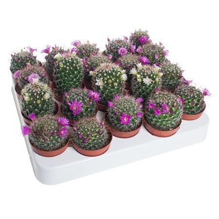 Маммиллярия Микс