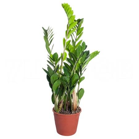 Замиокулкас