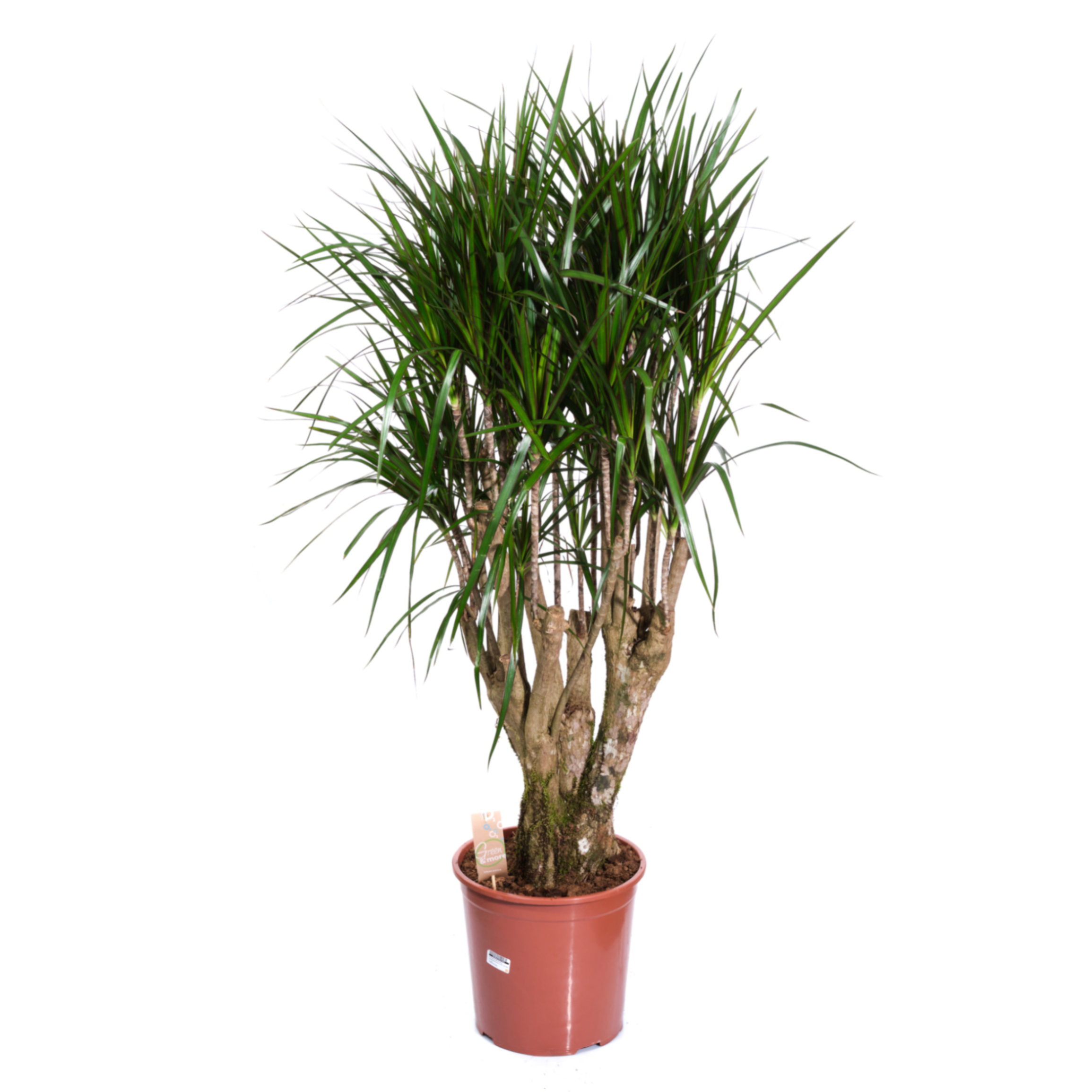 Драцена маргината разветвленная