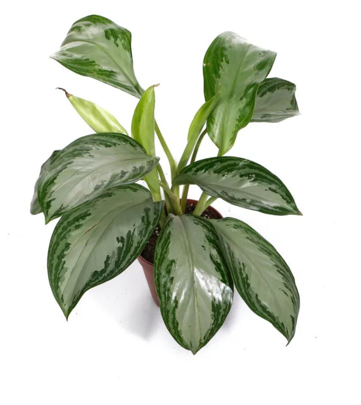 Аглаонема Сильвер Бэй