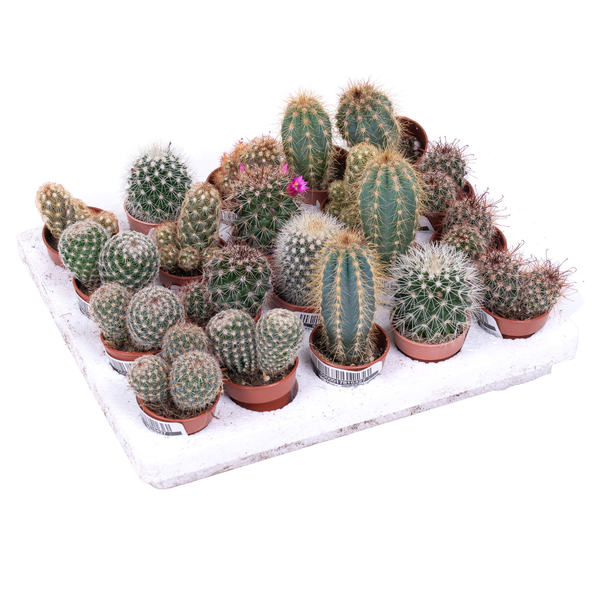 Кактус Микс