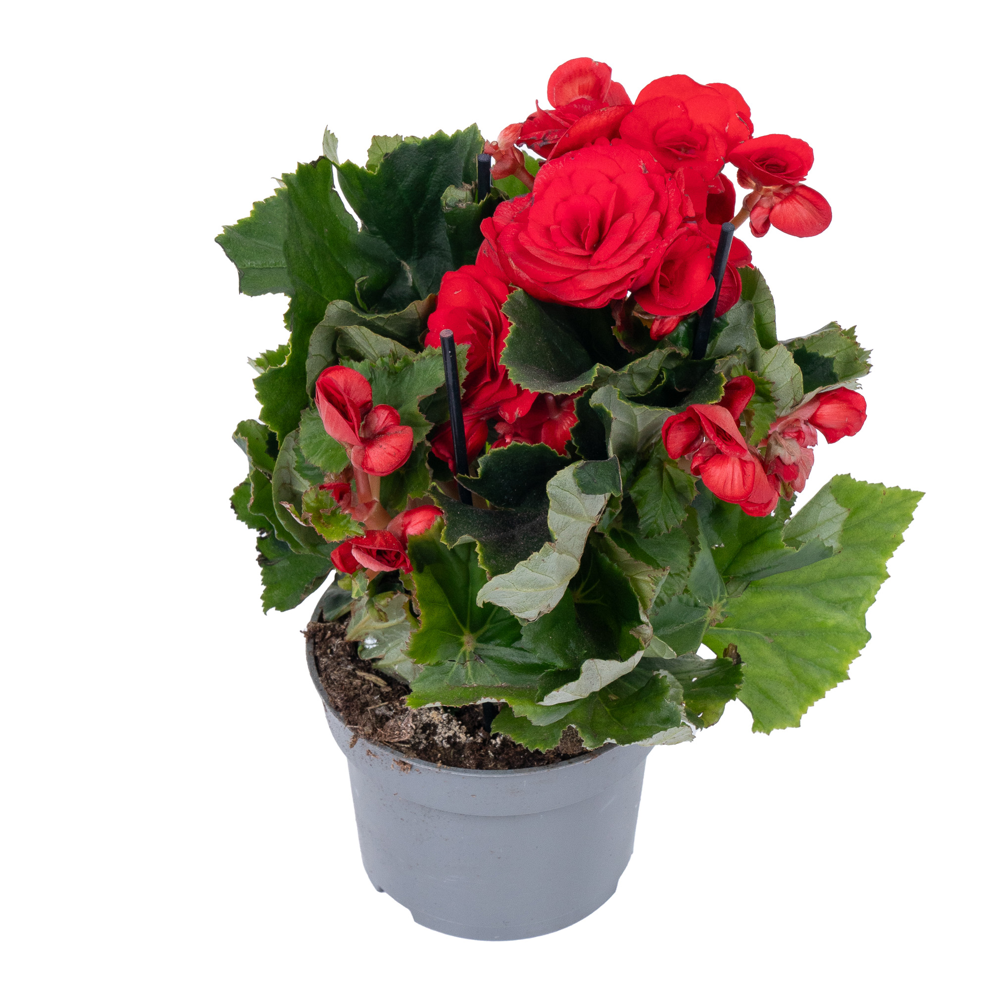 Бегония элатиор Баладин