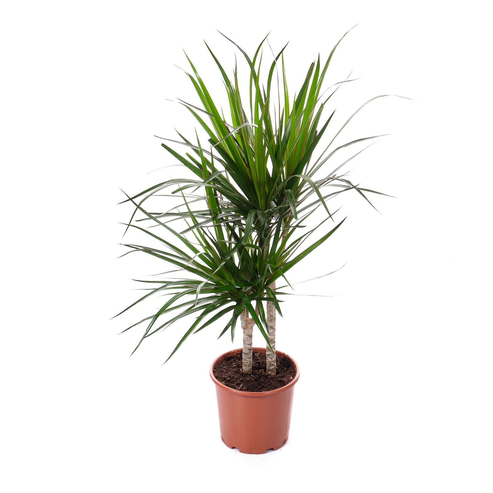 Драцена маргината 2 ст