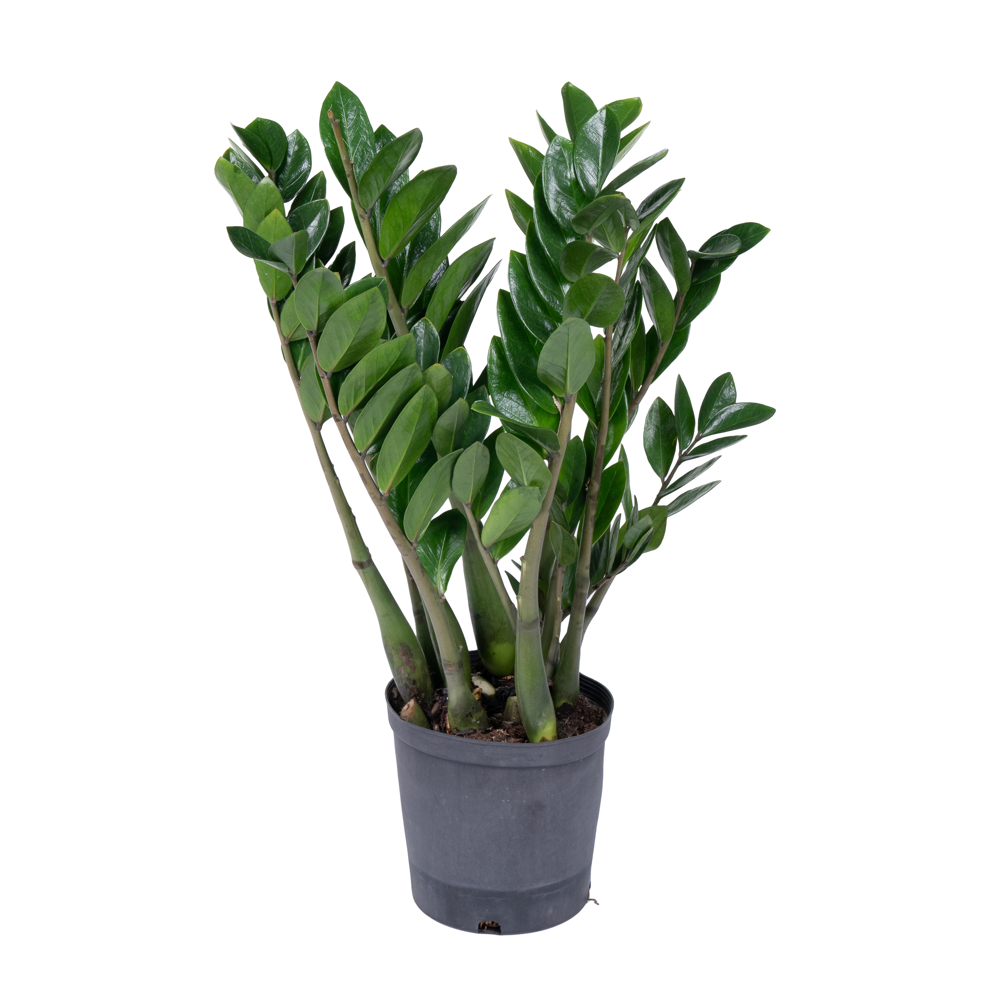 Замиокулкас