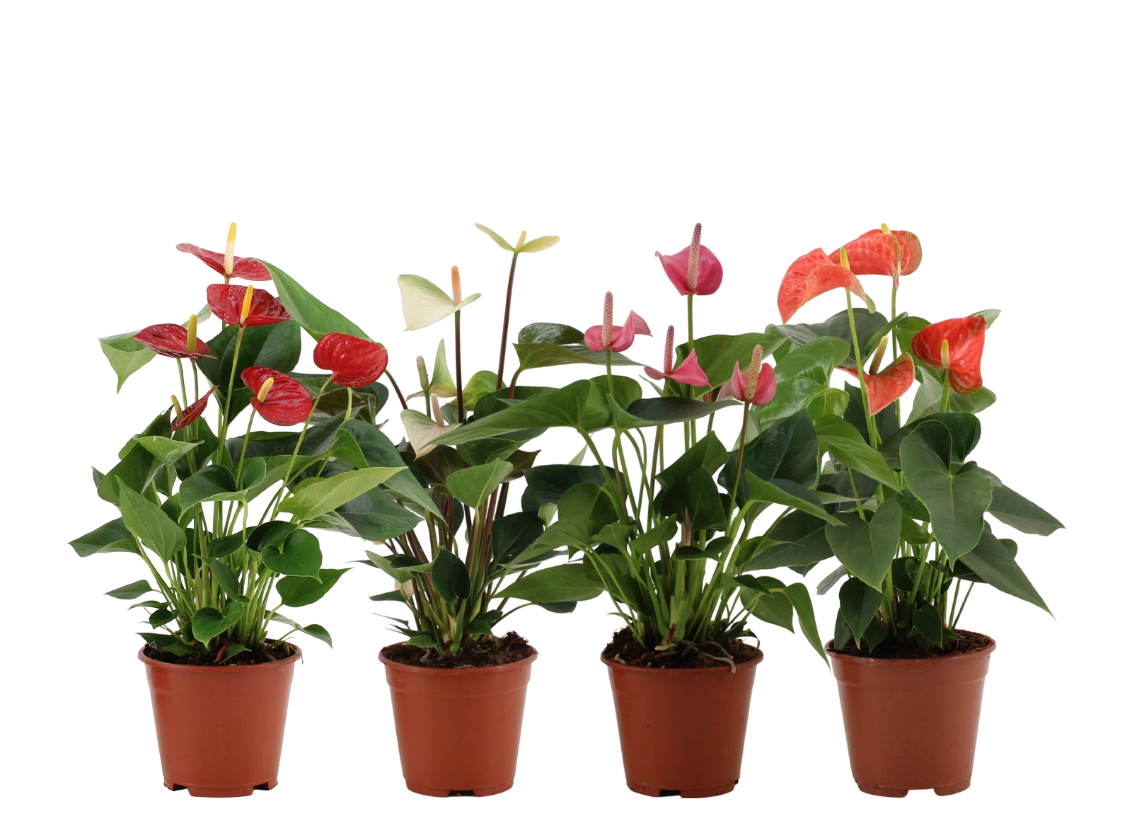 Антуриум андрианум Микс