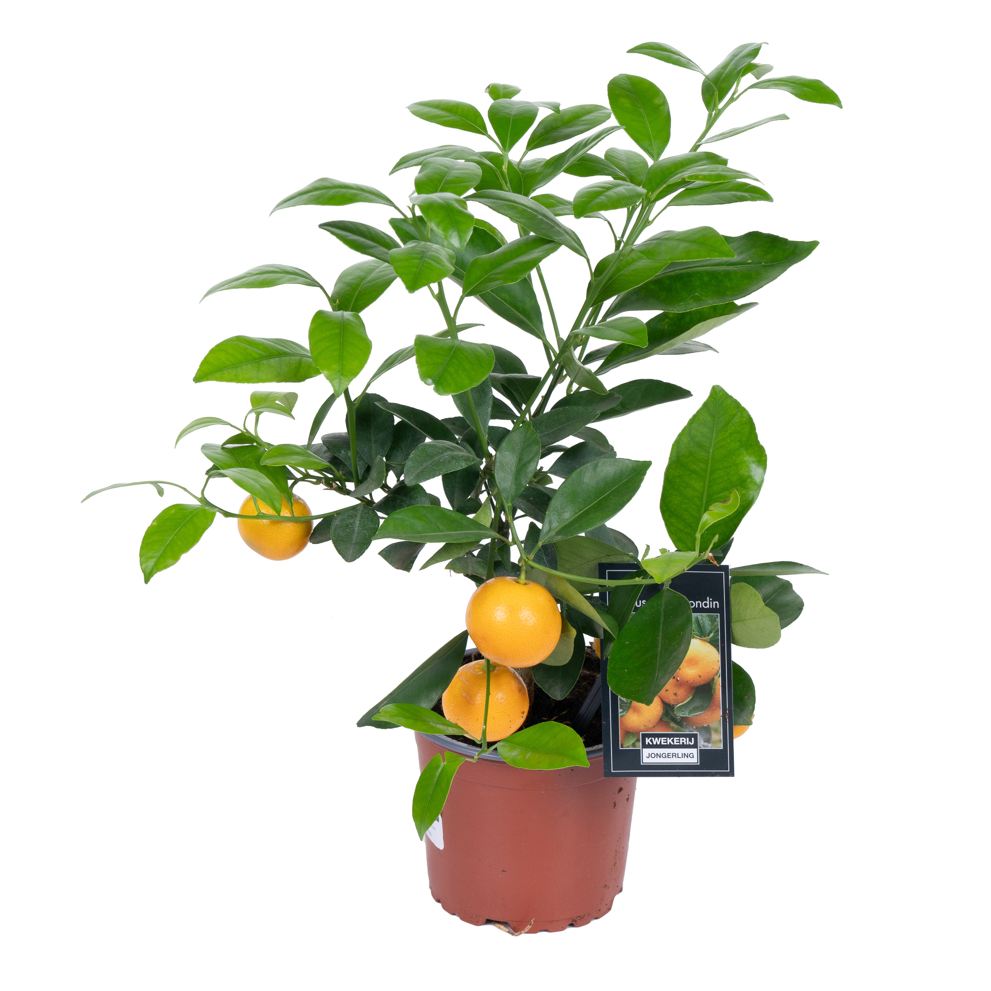 Цитрофортунелла Каламондин штамбовая