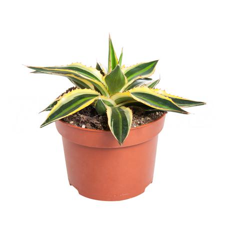 Агава лопанта Квадриколор