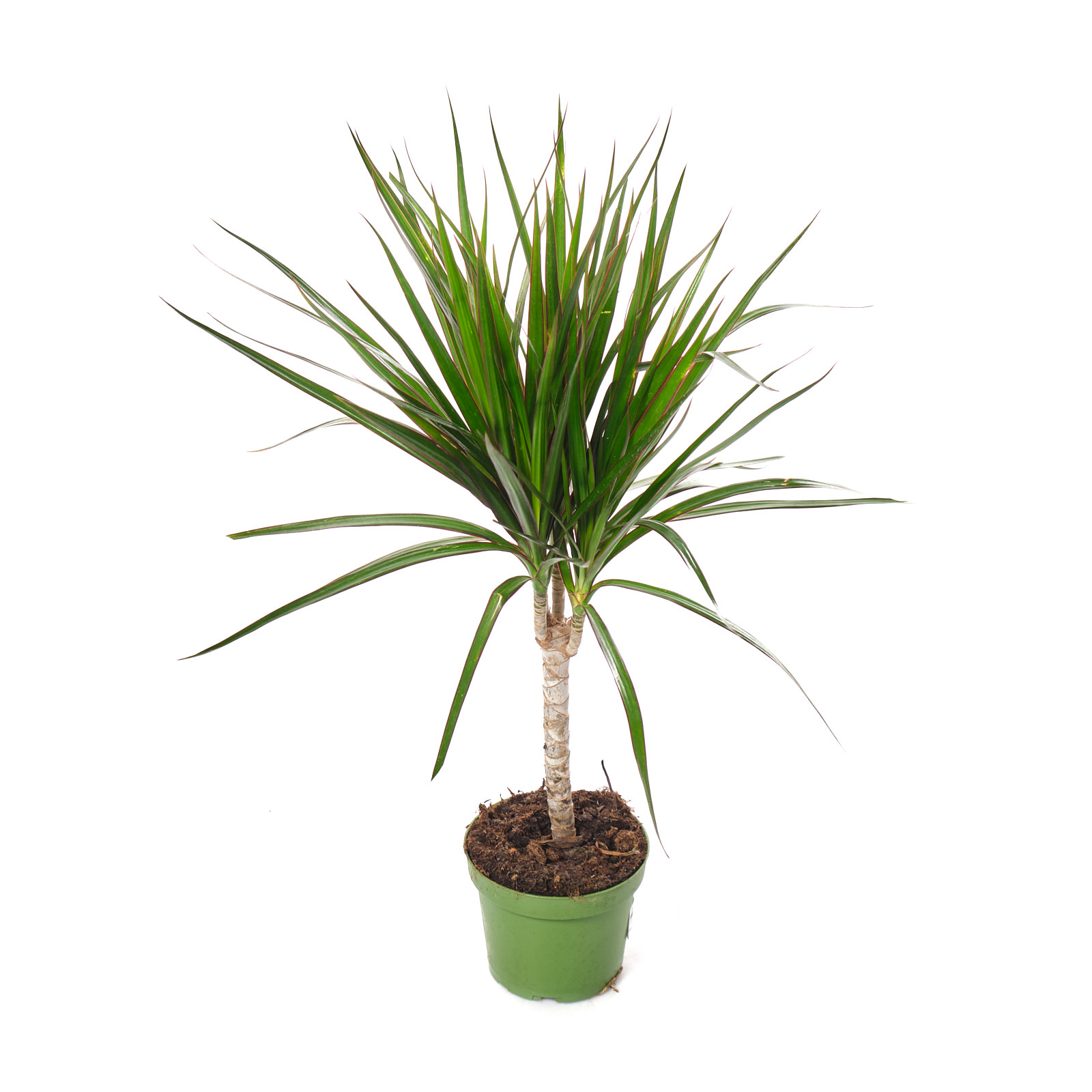 Драцена маргината 1 ст