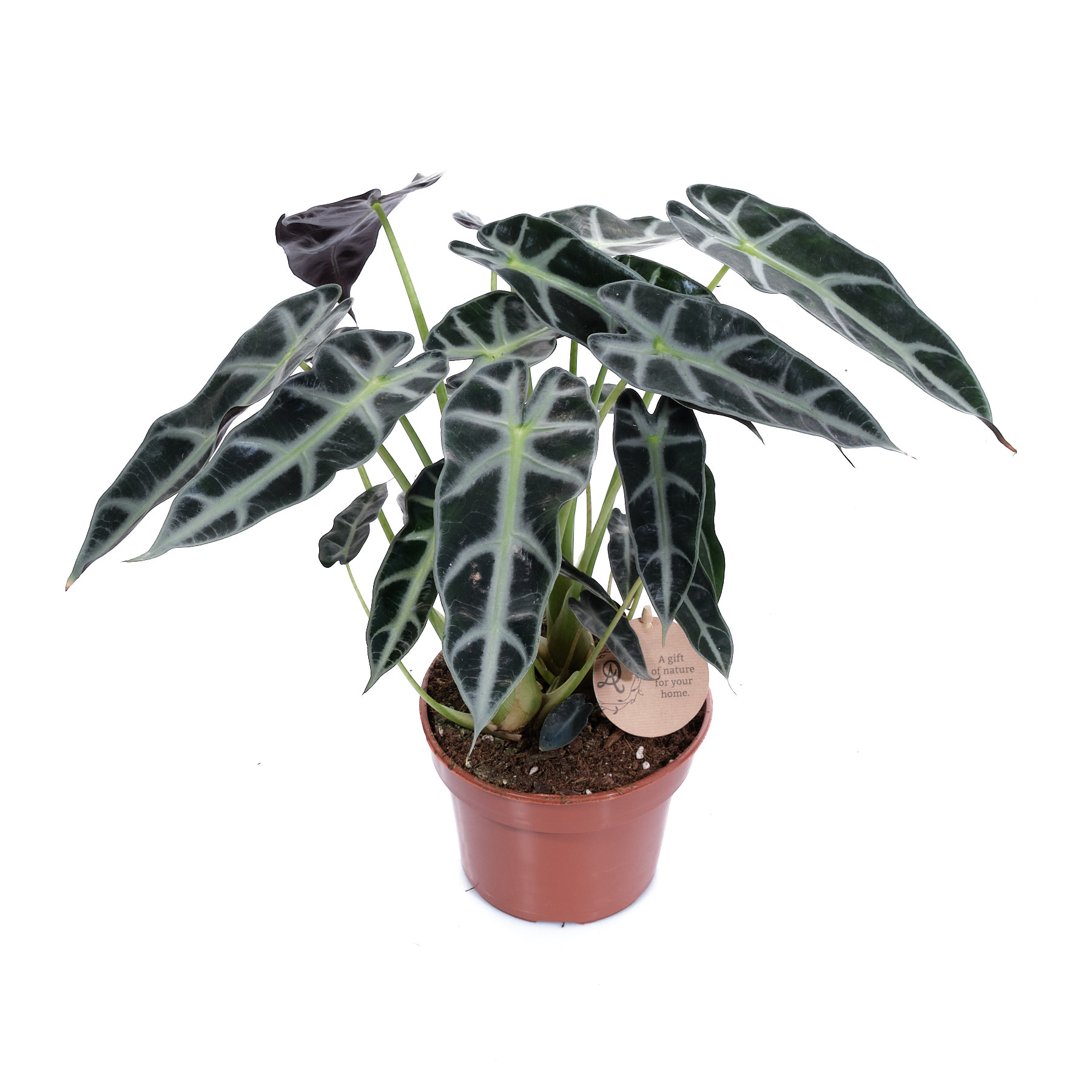 Алоказия Бамбино