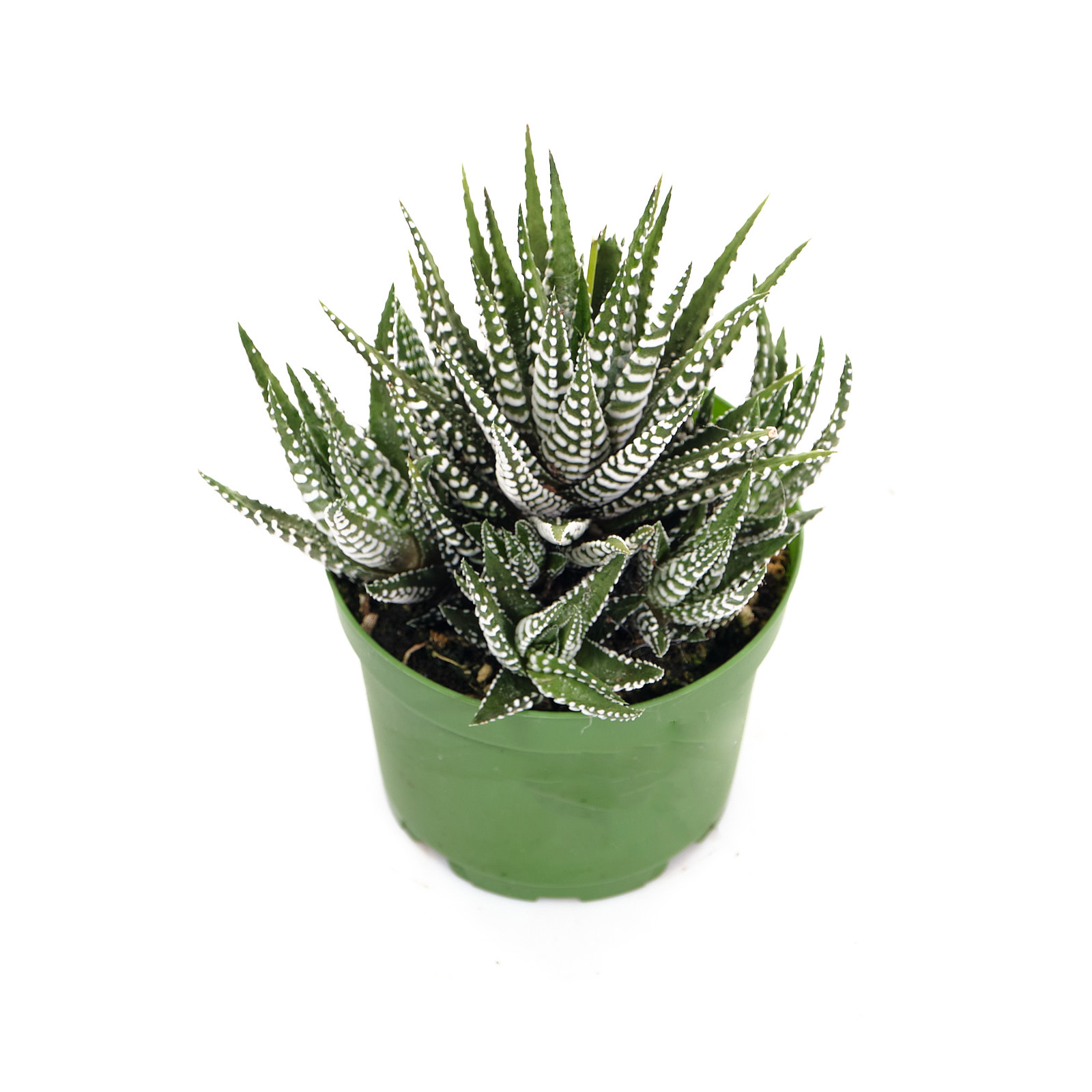 Хавортия Биг Бэнд