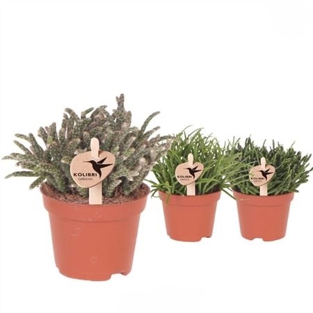 Рипсалис Микс