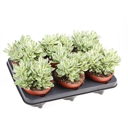 Крассула Мани Мейкер