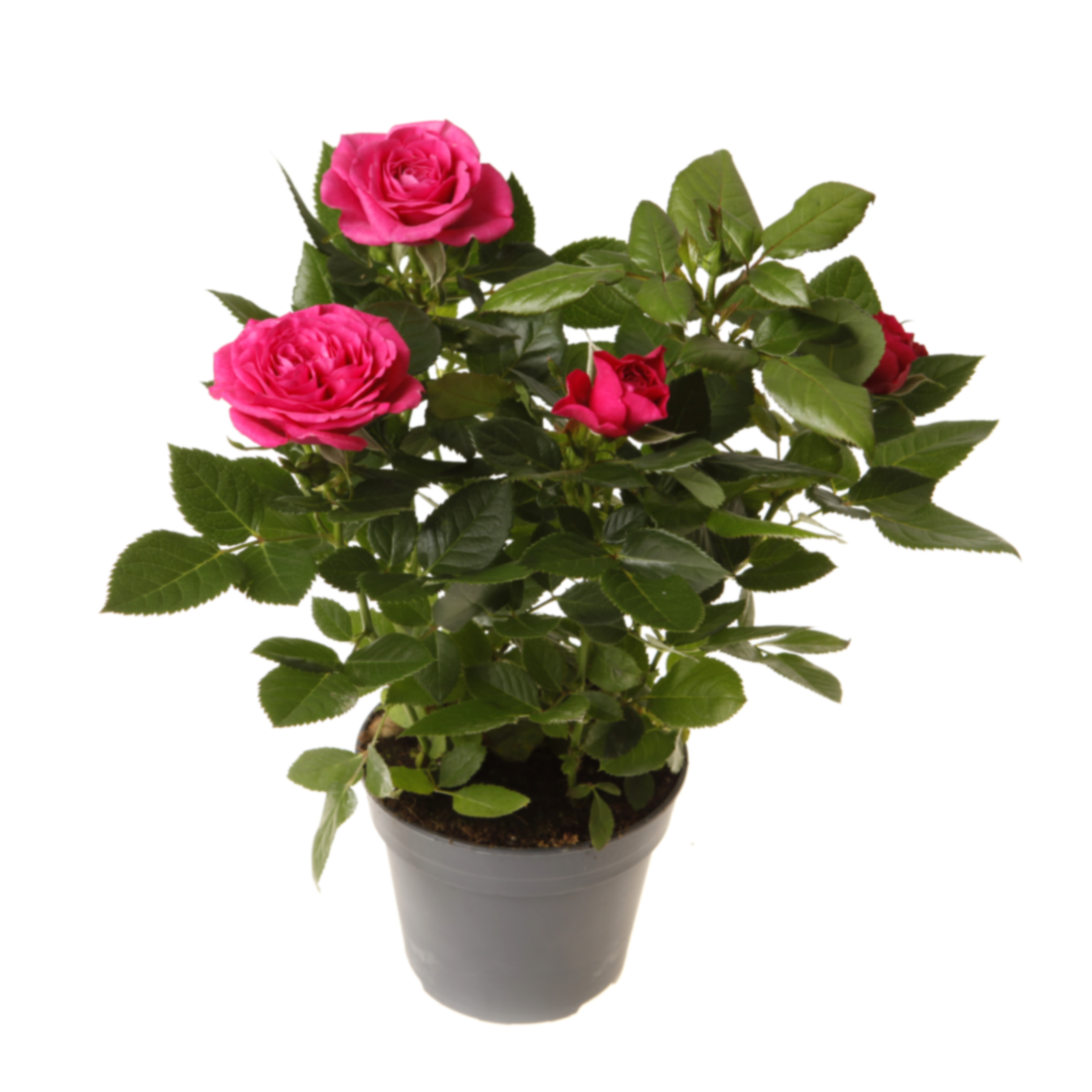 Роза патио Малиновая Регина