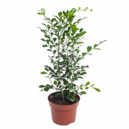 Муррайя Паникулята