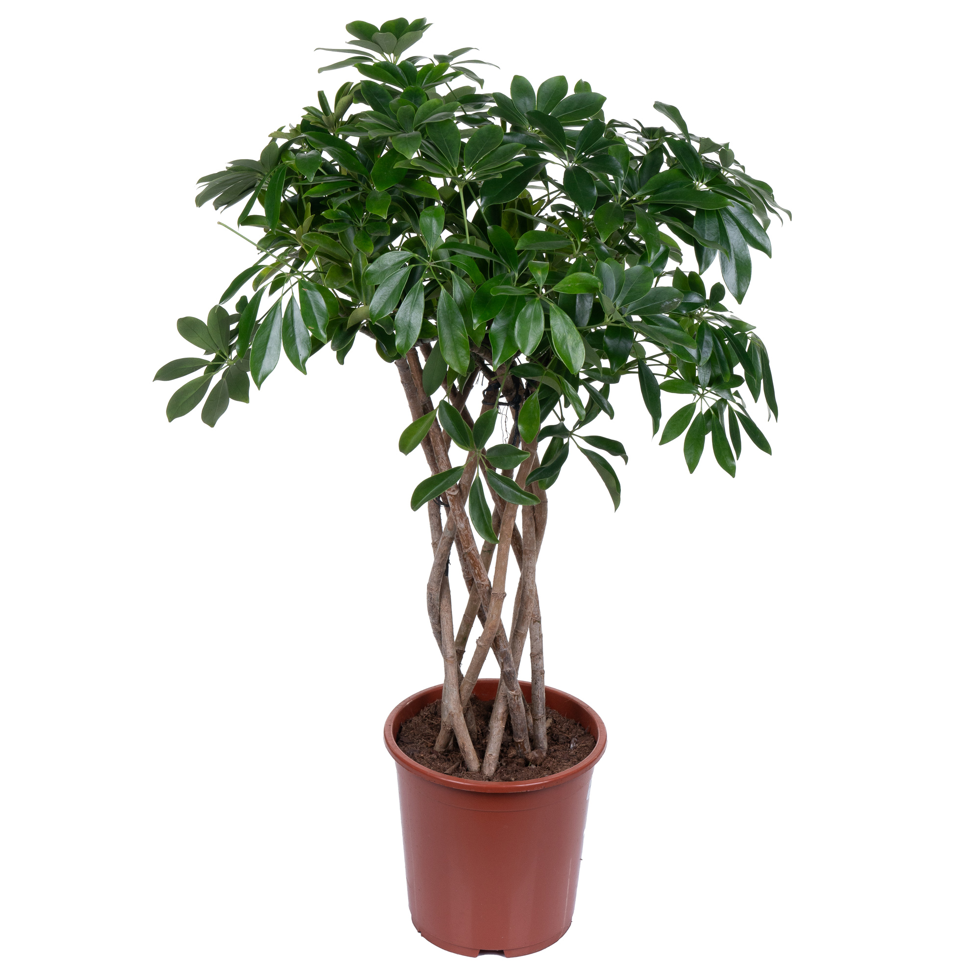 Шеффлера Компакта цилиндр