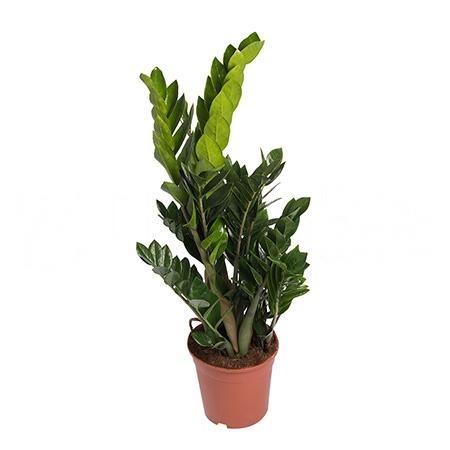 Замиокулкас