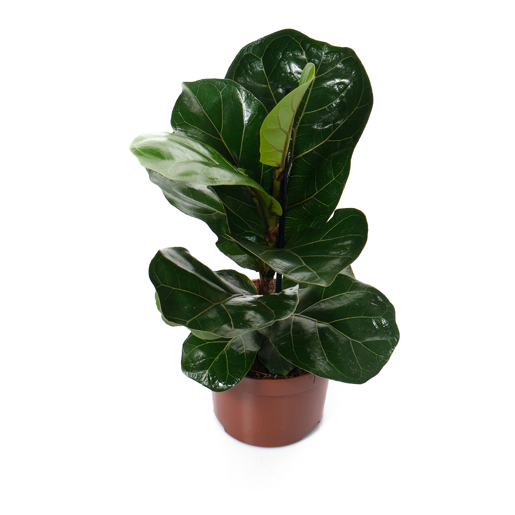 Фикус лирата Бамбино