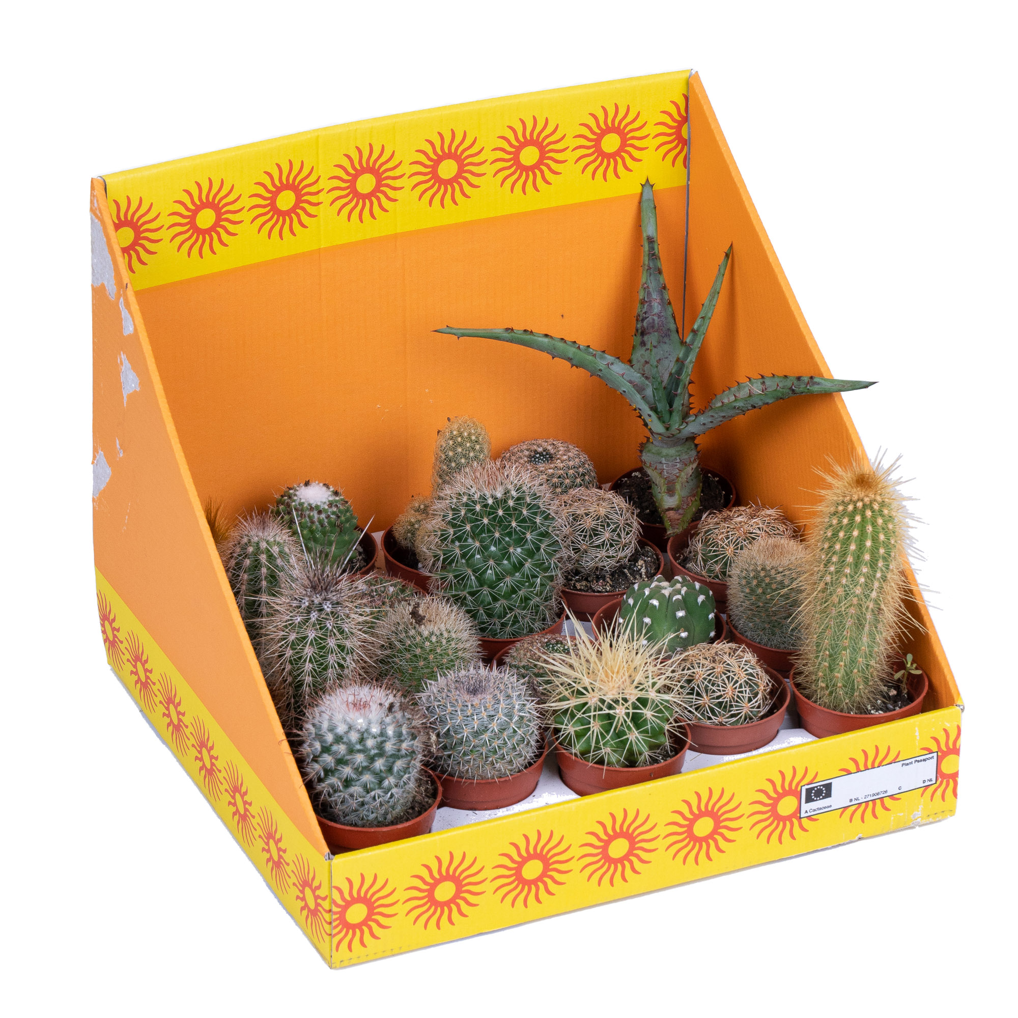 Кактус Микс