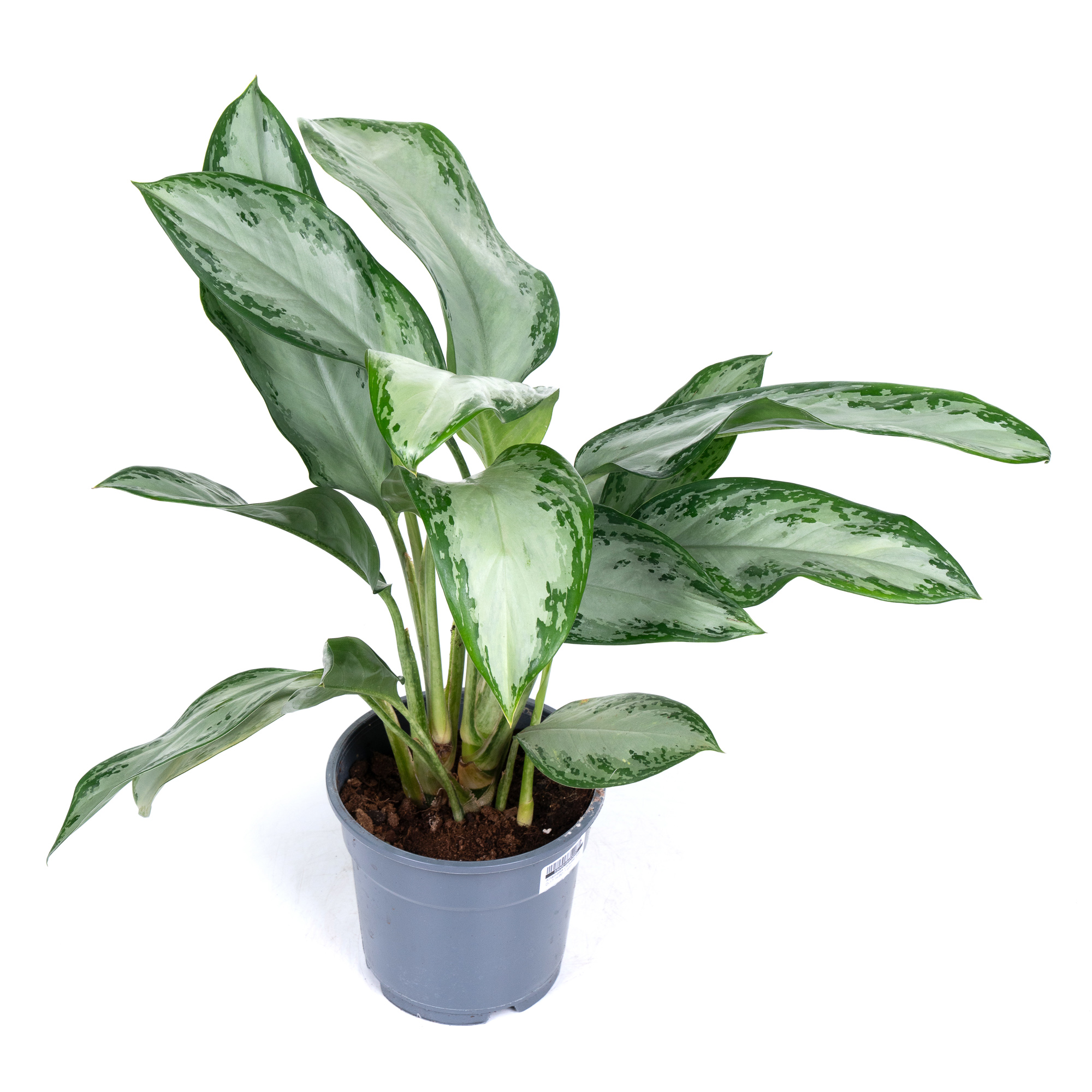 Аглаонема Сильвер Бэй