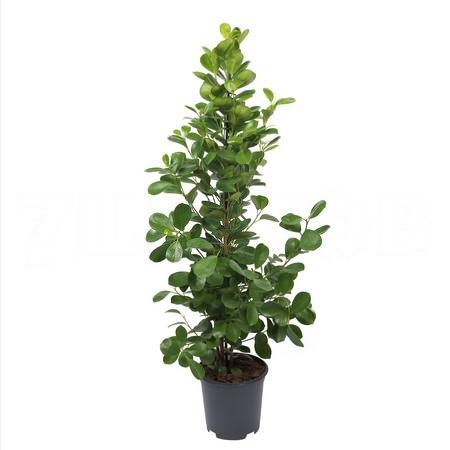 Фикус микрокарпа Моклэйм