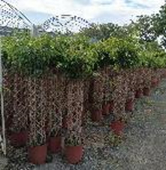 Фикус бенжамина Экзотика цилиндр