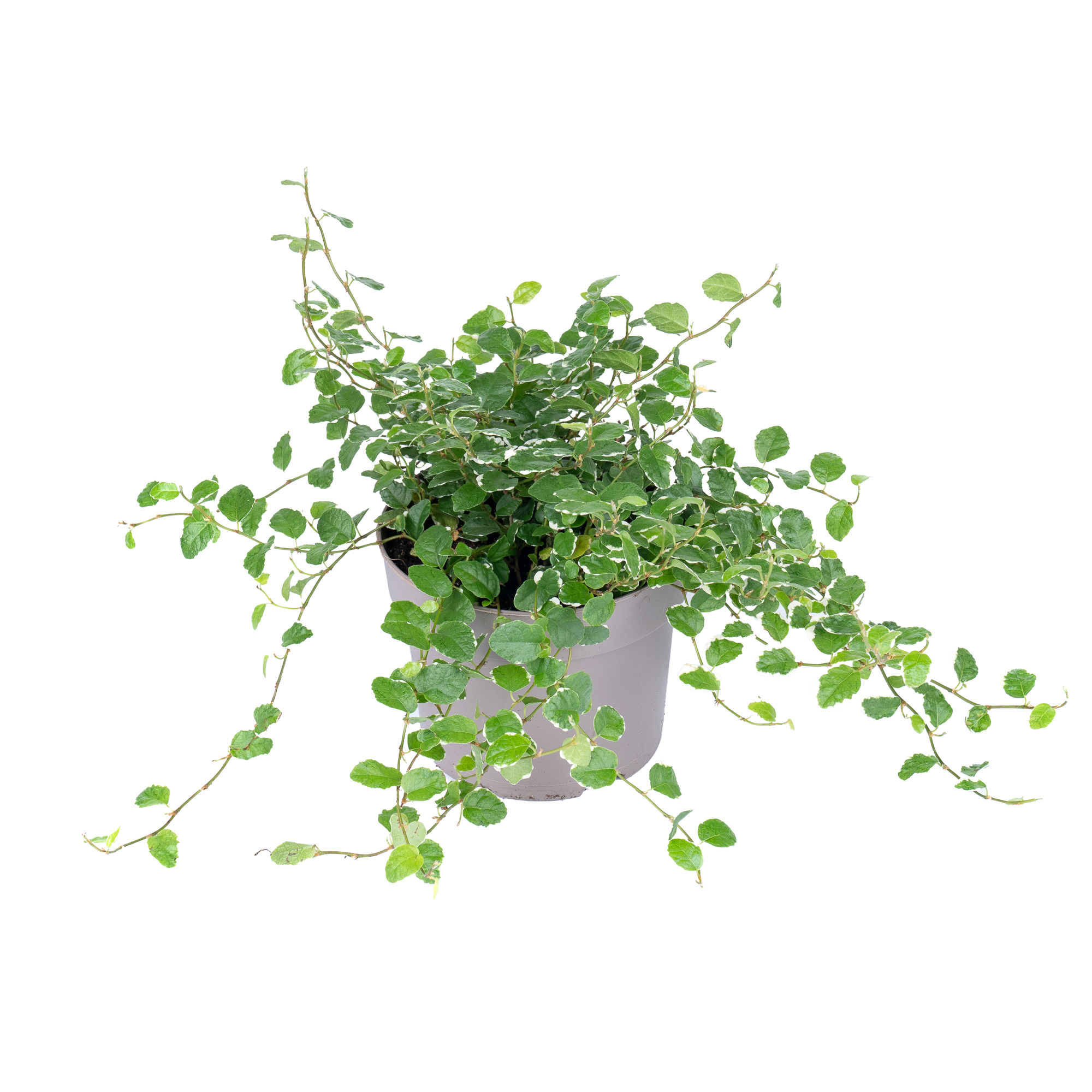 Фикус пумила Уайт Санни