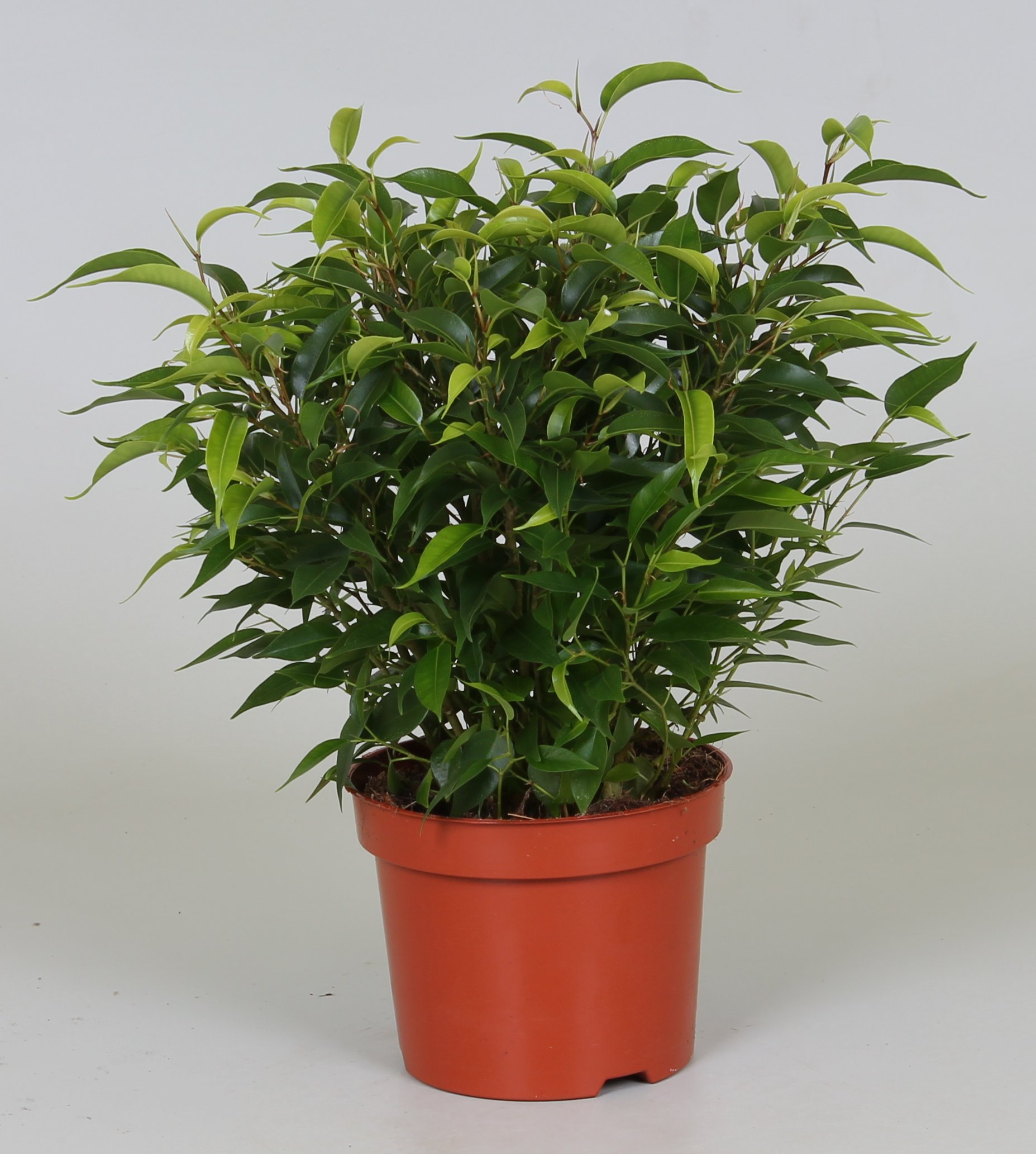 Фикус бенжамина Наташа