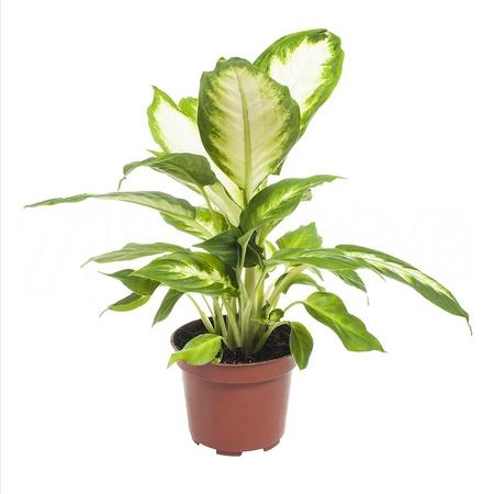 Диффенбахия Камилла