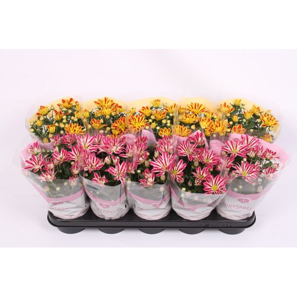 Хризантема Биколор микс