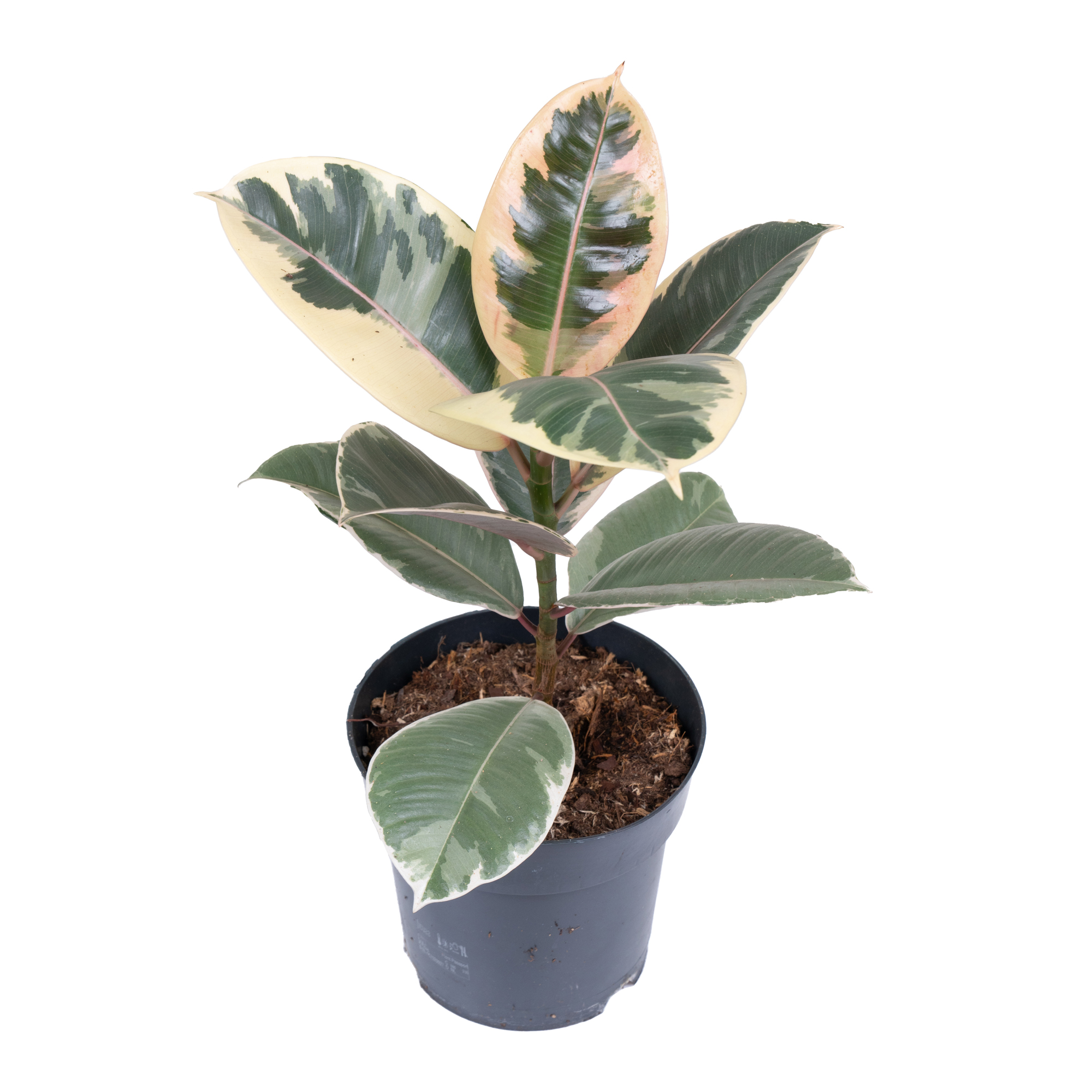 Фикус эластика Тинеке