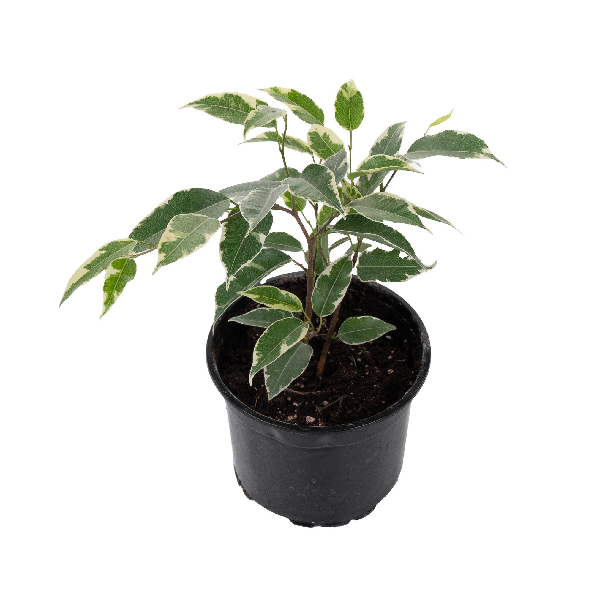 Фикус бенжамина Микс