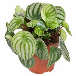 Пеперомия Аргиреа