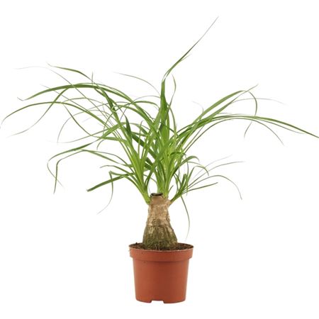 Нолина штамбовая